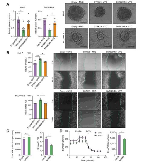 Dyrk Gene Transfer Suppresses Hepatocarcinogenesis By Promoting The