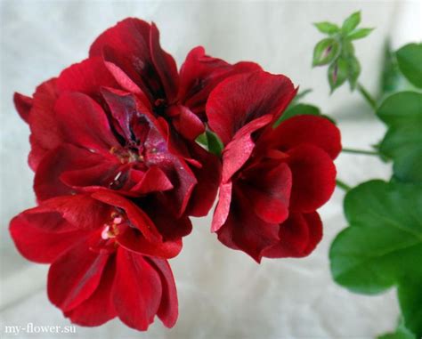 Плющелистная пеларгония Atlantic Red Velvet | Комнатные цветы, Цветок ...