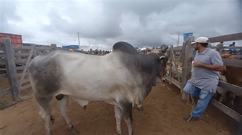 Giro Geral Da Feira De Gado Em Dois Riachos AL 15 03 23 YouTube