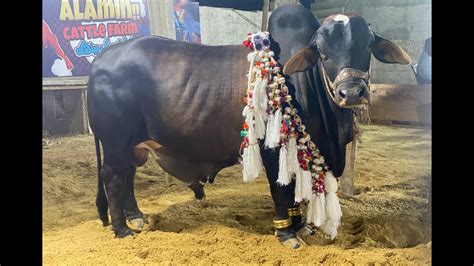 al amin cattle farm  session fixed price  bargaining ao aur