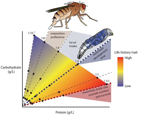 Foraging Behavior The Mirth Lab