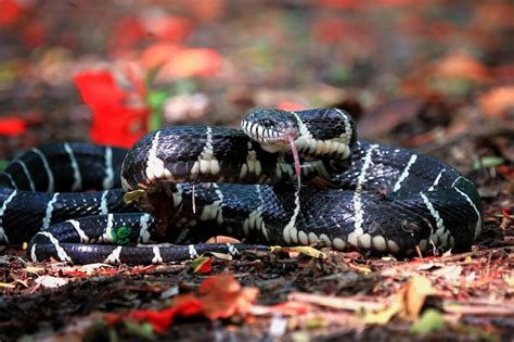 premium photo boiga snake ready  attack boiga dendrophila animal