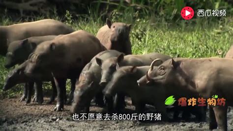 一猪二熊三老虎，野猪凭什么排在老虎前面巨型野猪老虎也不想惹 Youtube