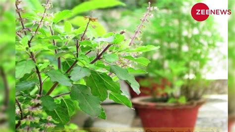 Vastu Tips Tulsi Ko Jal Ekadashi Ravivar Poverty Will Increase In The