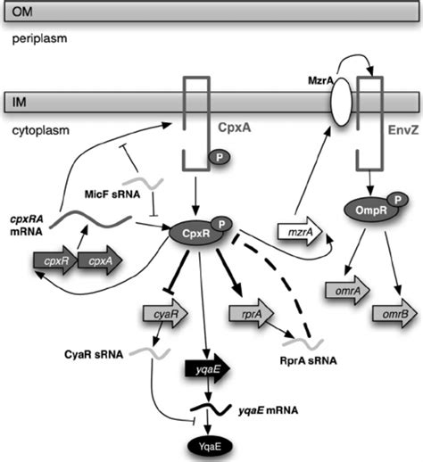 Model Of Regulatory Connections Between The Cpx Two Component System