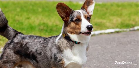 cardigan welsh corgi dog breed information pets