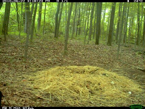 American Crow (Corvus brachyrhynchos) | A Field Guide to Compost Visitors