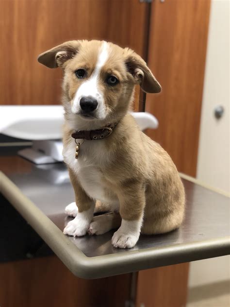 Our Corgi Aussie Mix Kai R Incorgnito