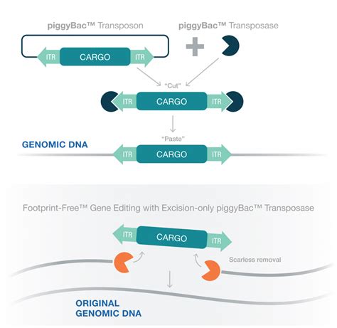 PiggyBac Transposon System Hera BioLabs