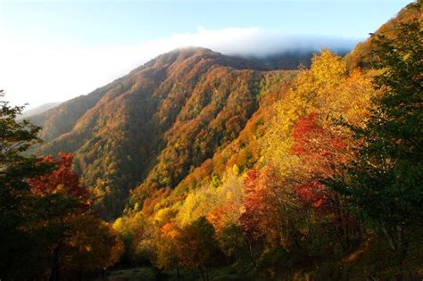 Fall Foliage Nel Parco Parco Nazionale Foreste Casentinesi