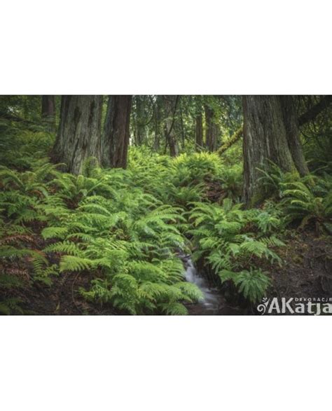 Tapeta Lub Okleina Z Kolorowym Wzorem Rzeka W Tropikalnym Lesie