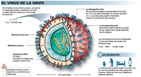 ¿que Es La Gripe Cuales Son Sus Síntomas Y Tratamiento