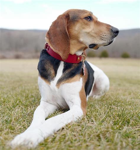 Treeing Walker Coonhound Treeing