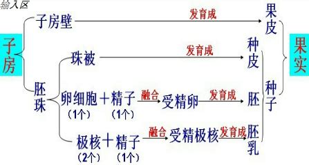 被子植物受精完成后 受精卵发育成胚 胚珠发育成种子 子房壁发育成果皮 果皮和种子一起构成果实 题目和参考答案青夏教育精英家教网