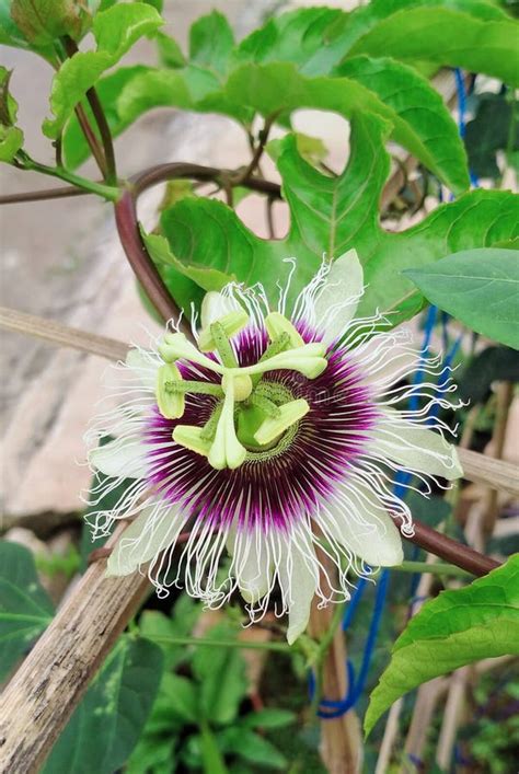 Les Belles Fleurs De Fruits De La Passion Fleurissent Dans Le Jardin