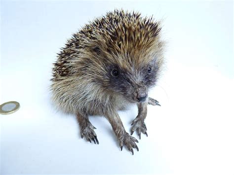 British Mammals - Adrian Johnstone Taxidermist