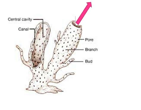 Sponge Anatomy and Identification Flashcards | Quizlet