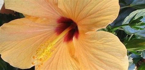 Tropical Hibiscus Hibiscus Rosa Sinensis Apricot