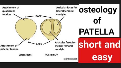 Osteology Of Patella Short And Easy By Dptworldteaching Youtube