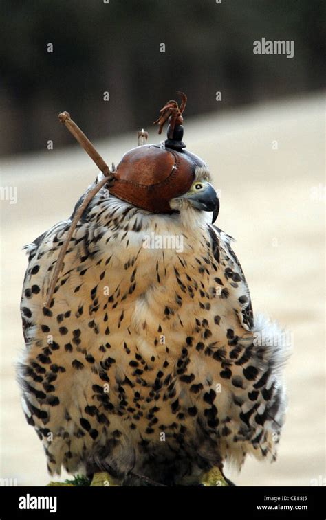 Dubai, UAE -- A falcon and its trainer in the desert outside Dubai ...