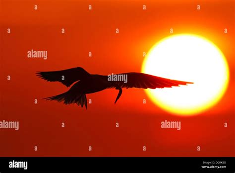 Bird Flying Past Sun Hi Res Stock Photography And Images Alamy