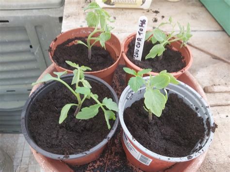 Autumn Courgettes Zucchini Tomatoes And Cucumber Experiment Piglet