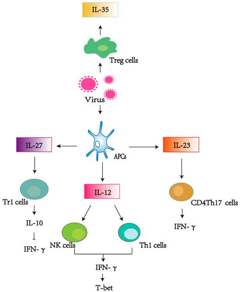 Viruses Free Full Text Immunoregulatory Functions Of The Il 12