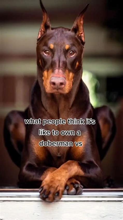 14 funny doberman memes that will make you smile – Artofit