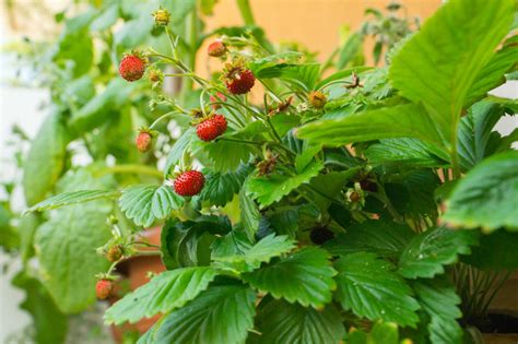 Walderdbeeren Anbau Pflege And Verwendung Der Pflanze