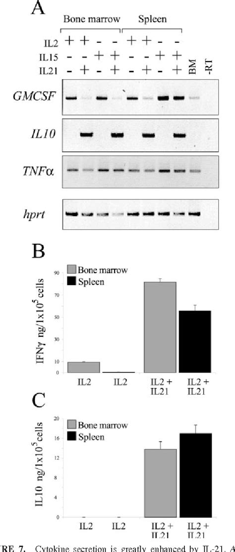 Figure 2 From Il 21 Induces The Functional Maturation Of Murine Nk