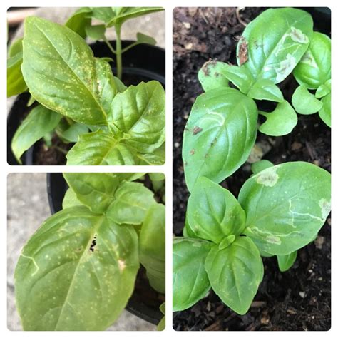 Is This Damage From Spider Mites On My Basil Rplantclinic