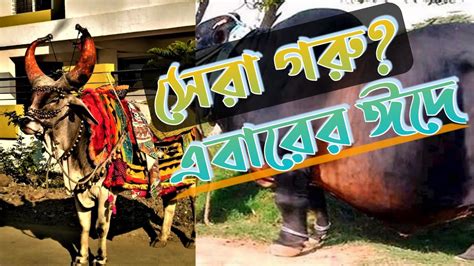 বাংলাদেশের সবচেয়ে বড় ১০ গরু ঈদ ধামাকা গরুর কালেকশন ২০২৩ কুরবানীর