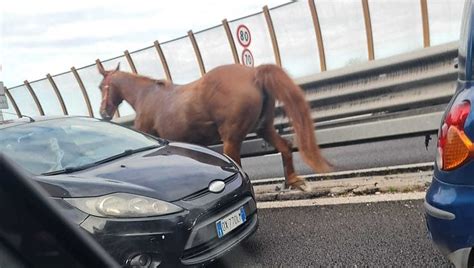 In Tangenziale A Napoli Un Cavallo Al Galoppo Contromano Tra Le Auto