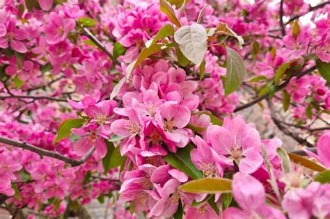 Premium Photo Large Branches Of A Flowering Apple Tree Or Plum Tree