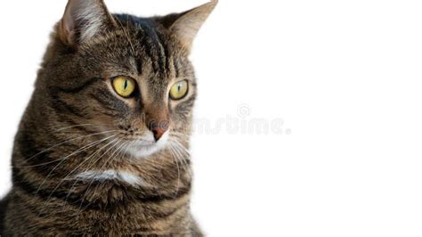 Skeptic Surprised Cat Thinking Big Eyes Closeup On White Background