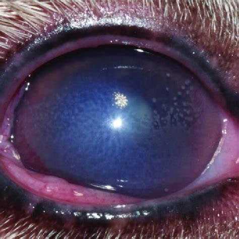 Descemetocele In The Right Eye Of A Twelveyear Old Crossbreed Secondary