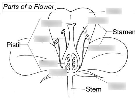 Flower Anatomy Diagram | Best Flower Site