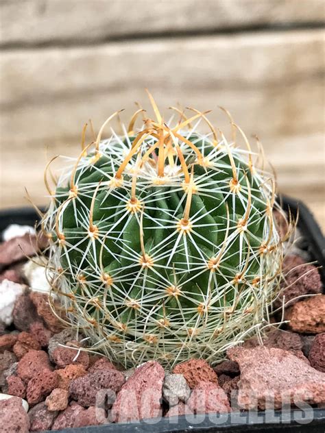 Shpr Stenocactus Erectocentrus