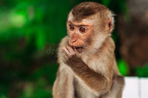 Portrait of a Wild Monkey. a Selfie of a Monkey. Macaque Looks at the Camera. Wild Primates ...