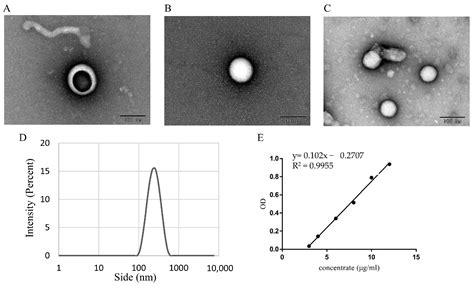 Antioxidants | Free Full-Text | Evaluation of Antioxidant Activity and