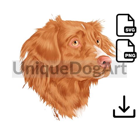 Unique Toller Png Clipart Printable Nova Scotia Duck Tolling Retriever