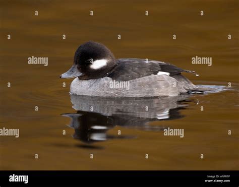 Bufflehead Ducks America Hi Res Stock Photography And Images Alamy