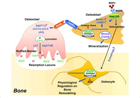 The Role Of Autophagy In The Differentiation Function Of Osteoclast