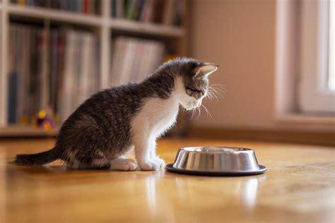 Selain Stres Dan Masalah Pencernaan Ini 4 Penyebab Kucing Jadi Tidak