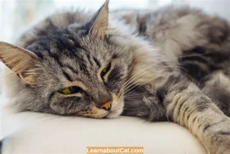 How To Comfort A Dying Cat? Ways to Provide Peace and Love in Their ...