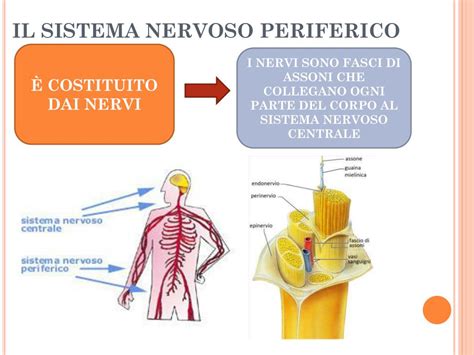 Ppt Il Sistema Nervoso Powerpoint Presentation Free Download Id