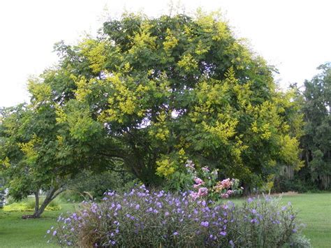 Plantfiles Pictures Golden Rain Tree Golden Raintree Panicled