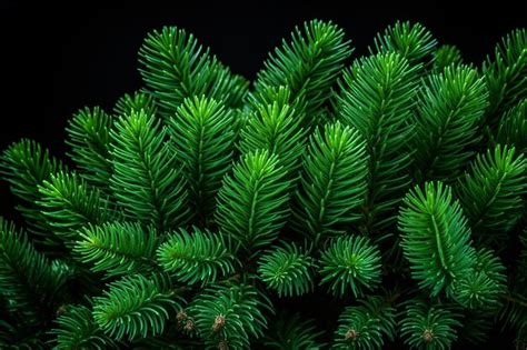 Premium Ai Image Evergreen Pine Needles