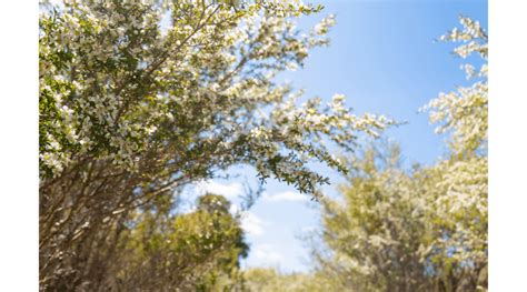 biosota produces  worlds highest mgo manuka honey