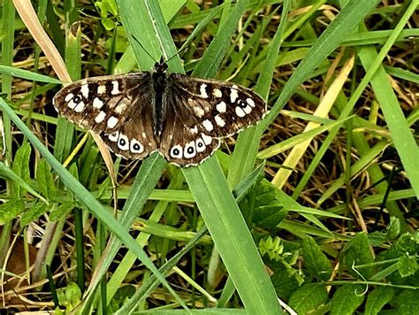 Speckled Wood Butterfly Killycurragh Kenneth Allen Geograph